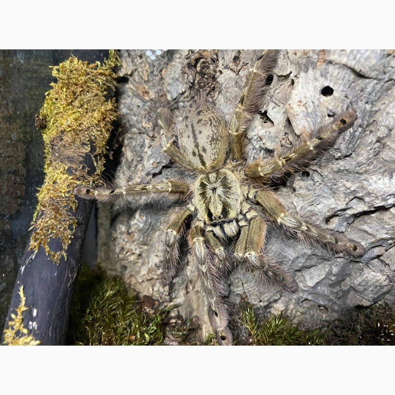 Фото 2. Паук Stromatopelma calceatum ЯД!, самка