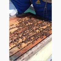 Продам пчелосемьи 42 в ульях Рута 3 корп.фальц.суш инвентарь