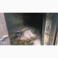 Продам Домашние свиньи