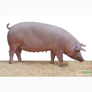 Поросные свиноматки 1.5 - 2.5 месяца до опороса