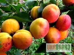 Взрослые плодовые деревья, возраст 4-7 лет, цены от 599 грн.