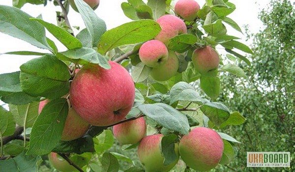 Фото 4. Взрослые плодовые деревья, возраст 4-7 лет, цены от 599 грн.