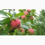 Взрослые плодовые деревья, возраст 4-7 лет, цены от 599 грн.