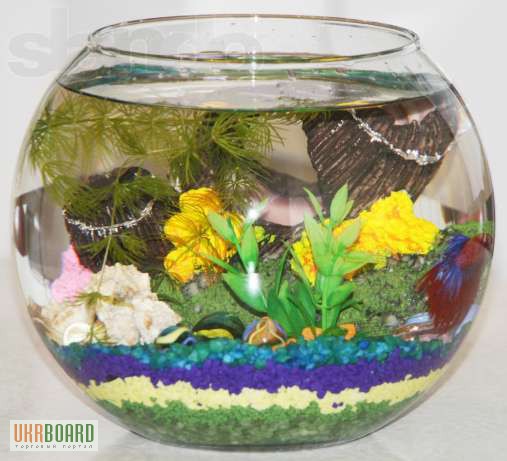 Фото 4. Аквариумы для петушка, круглые аквариумы, шары и бокалы