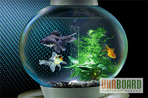 Фото 6. Аквариумы для петушка, круглые аквариумы, шары и бокалы