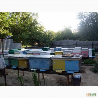 Продам пчёлы