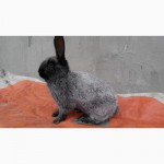 Кролики Полтавське срібло