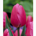 Продам оптом тюльпаны к 8-марта