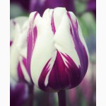 Продам оптом тюльпаны к 8-марта