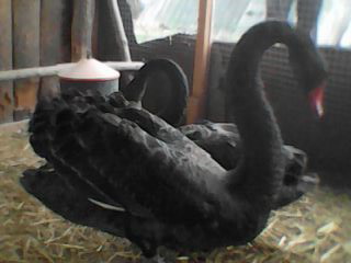 Фото 2. Продам пару черных лебедей