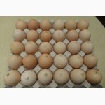 Яйця інкубаційні курей бройлерів КОББ-500 ( COBB-500 ) Угорщина імпорт