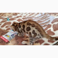 Бенгальская кошка купить Днепр Котята бенгальской породы