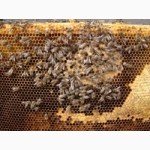 Бджолосім#039;ї системи дадан продам в м. Черкаси
