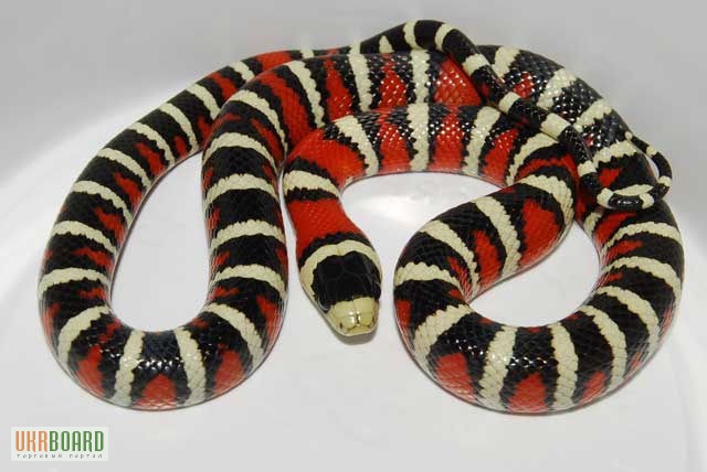 Фото 2. Продам Королевские змеи аризонские ( Lropeltis pyromelana )