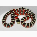 Продам Королевские змеи аризонские ( Lropeltis pyromelana )