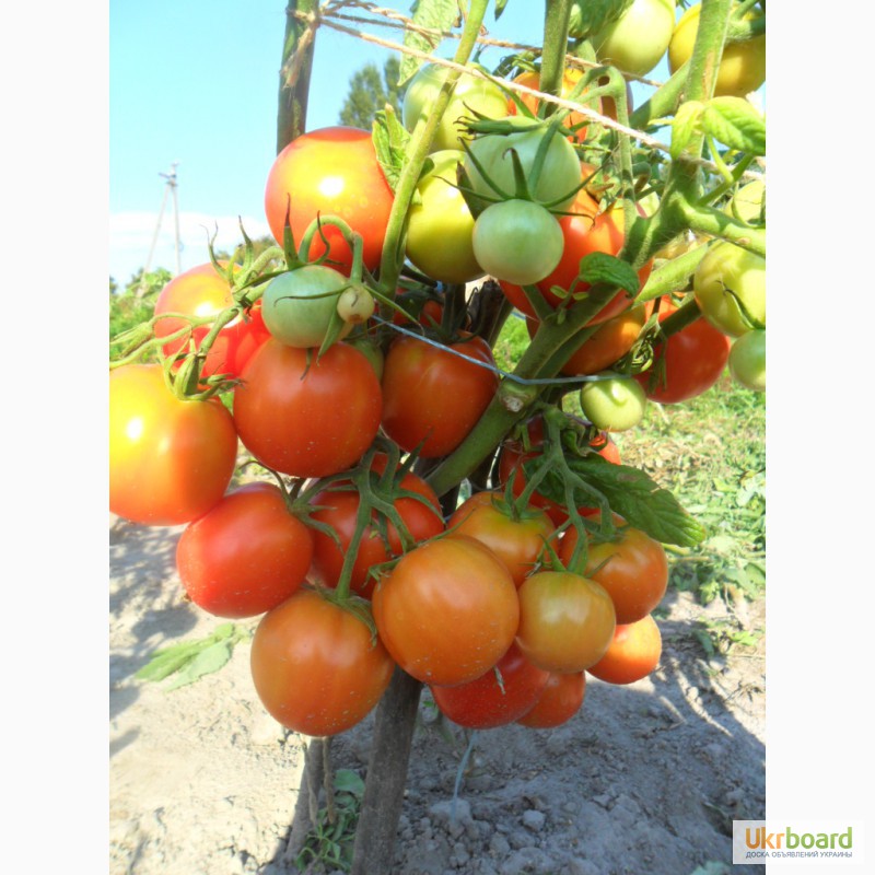 Фото 3. Семена томатов, перца и баклажан.