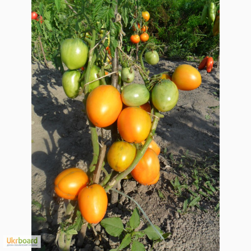 Фото 4. Семена томатов, перца и баклажан.
