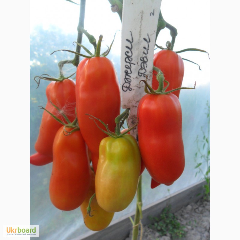 Фото 7. Семена томатов, перца и баклажан.