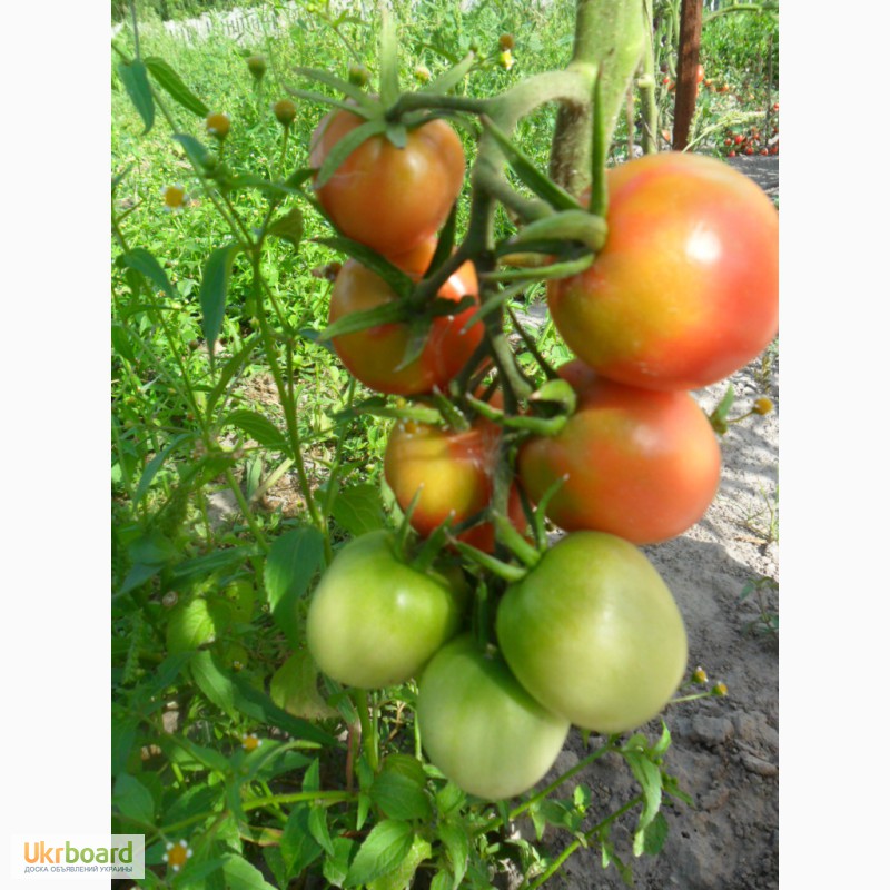 Фото 8. Семена томатов, перца и баклажан.