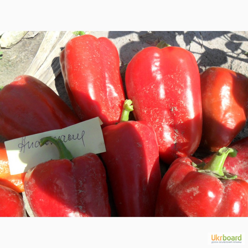 Фото 15. Семена томатов, перца и баклажан.