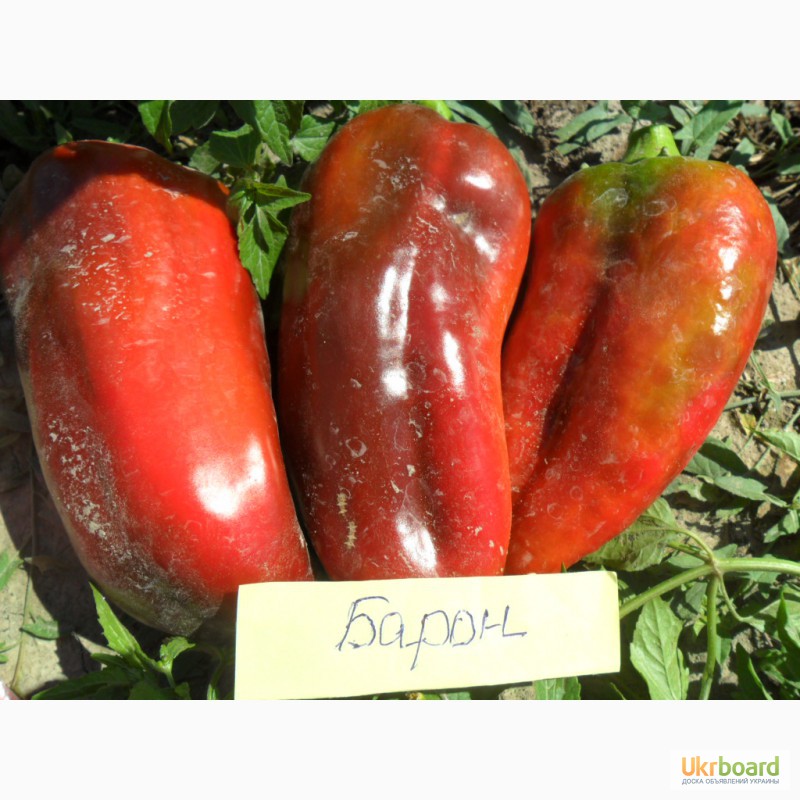 Фото 16. Семена томатов, перца и баклажан.