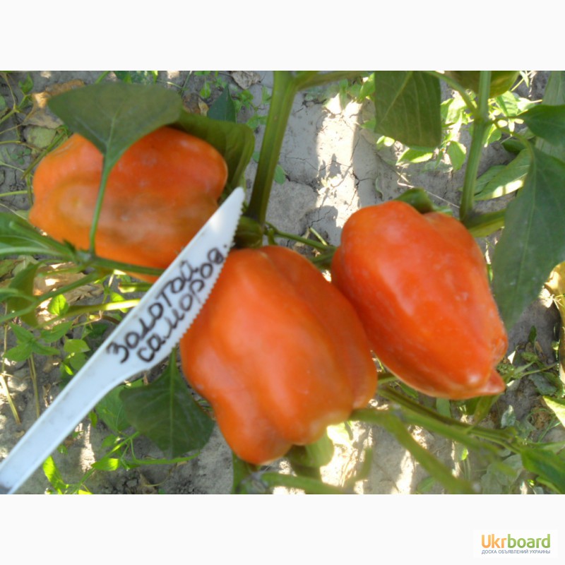 Фото 18. Семена томатов, перца и баклажан.