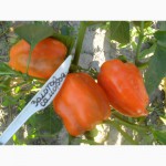 Семена томатов, перца и баклажан.