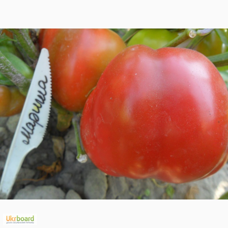 Фото 20. Семена томатов, перца и баклажан.