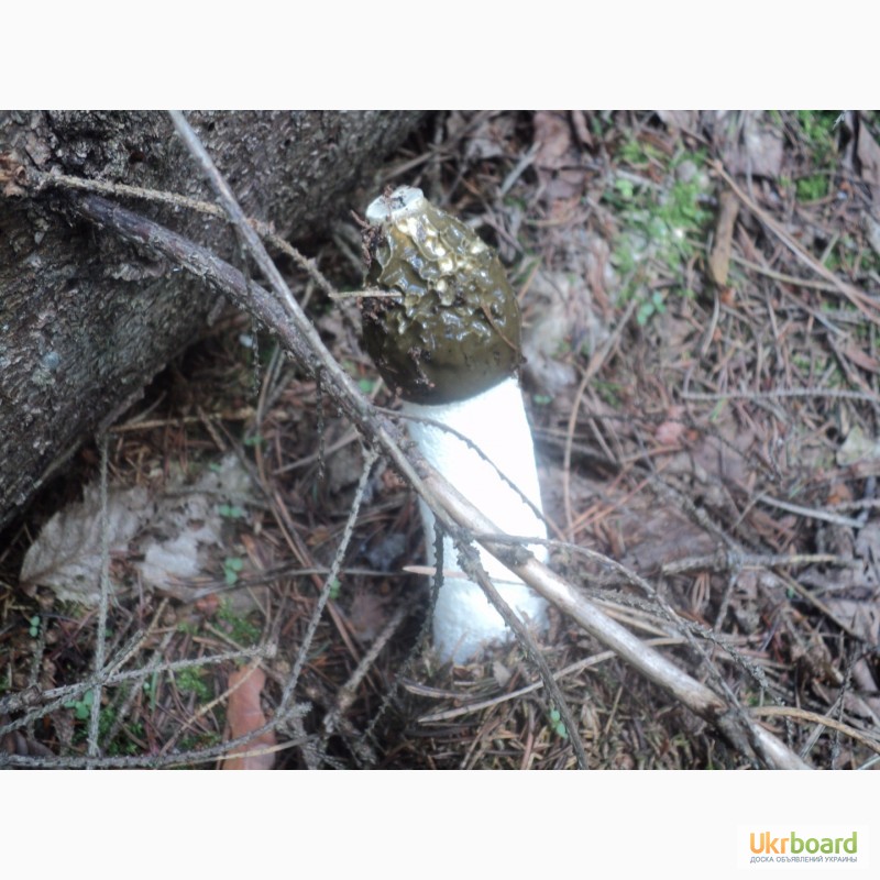Фото 3. Натуральна настойка гриба Веселки