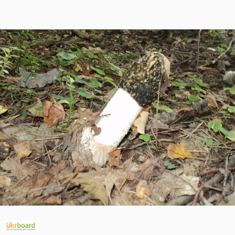 Фото 4. Натуральна настойка гриба Веселки