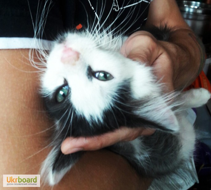 Котенок с редким цветом глаз(бирюзовым)