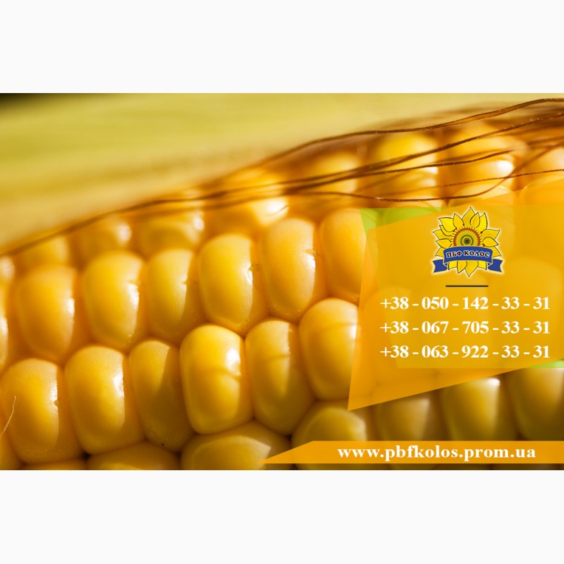 Фото 7. Семена кукурузы / Насіння кукурудзи Оржиця 237 МВ від ПБФ «Колос»