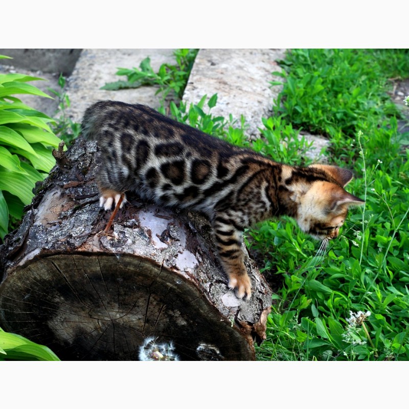 Фото 4. Продам бенгальских котят