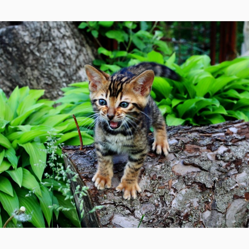 Фото 6. Продам бенгальских котят