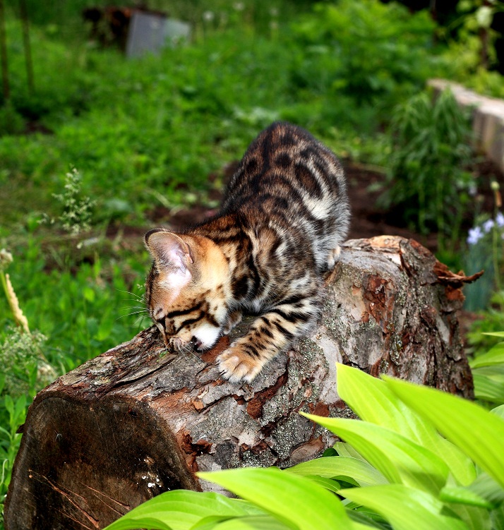 Фото 8. Продам бенгальских котят