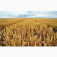 Насіння твердої пшениці озимої Гардемарин
