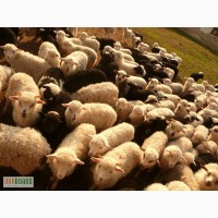 Продам 100 ягнят 2013 року карпатської породи овець