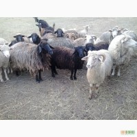 Продам овец баранов ягнят