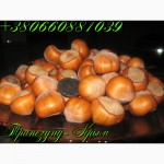 Орехи крупноплодного фундука Трапезунд в скорлупе