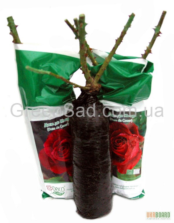 Фото 3. Продам саженцы роз: флорибудна, чайно-гибридные, плетистые – от 29 грн!