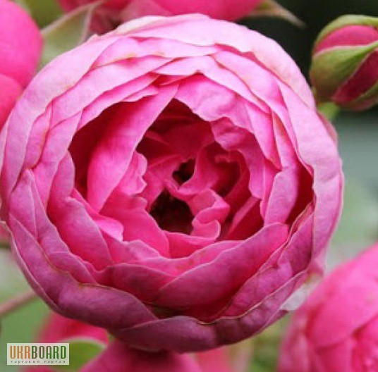 Фото 4. Продам саженцы роз: флорибудна, чайно-гибридные, плетистые – от 29 грн!