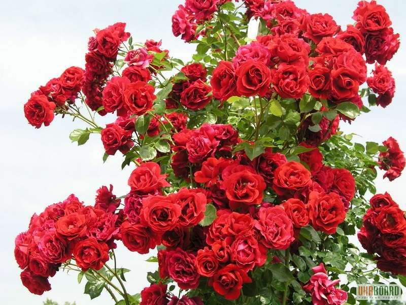 Фото 6. Продам саженцы роз: флорибудна, чайно-гибридные, плетистые – от 29 грн!