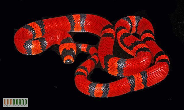 Фото 1/2. Продам Королевские змеи гондурасские ( Lropeltis triangulum hondurensis )