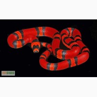 Продам Королевские змеи гондурасские ( Lropeltis triangulum hondurensis )