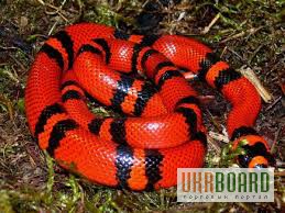 Фото 2/2. Продам Королевские змеи гондурасские ( Lropeltis triangulum hondurensis )