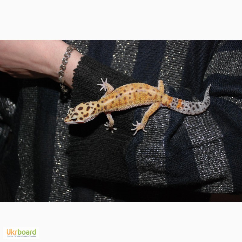 Фото 2/8. Еублефар або леопардовий плямистий гекон різних кольорів