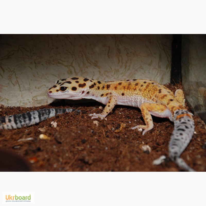 Фото 4. Еублефар або леопардовий плямистий гекон різних кольорів