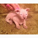 Продам элитного котенка породы Украинский левкой(лысые).Пан Синес Арчела редкого окраса