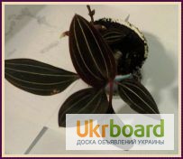 Орхидея лудизия и другие цветы