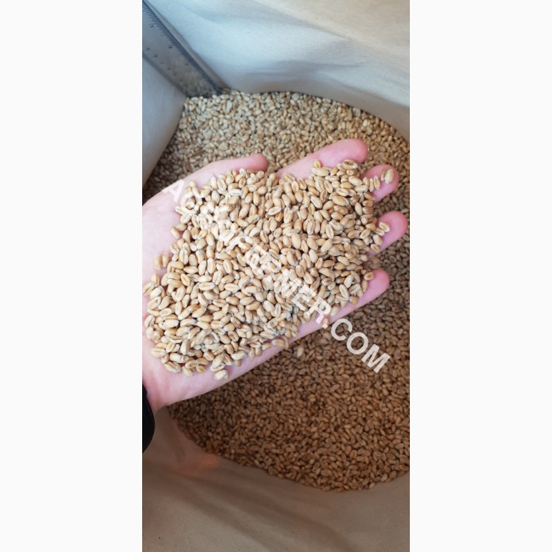 Фото 4. Семена пшеницы сорт FOX канадская трансгенная двуручка